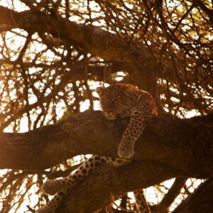 Leopard - Serengeti