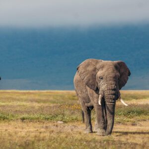 Elephant - Tarangire