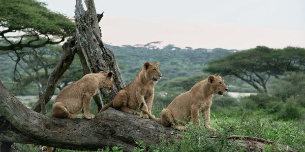 Manyara National Park