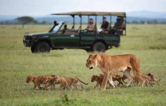 private_guided_serengeti_honeymoon_safari-1200x800